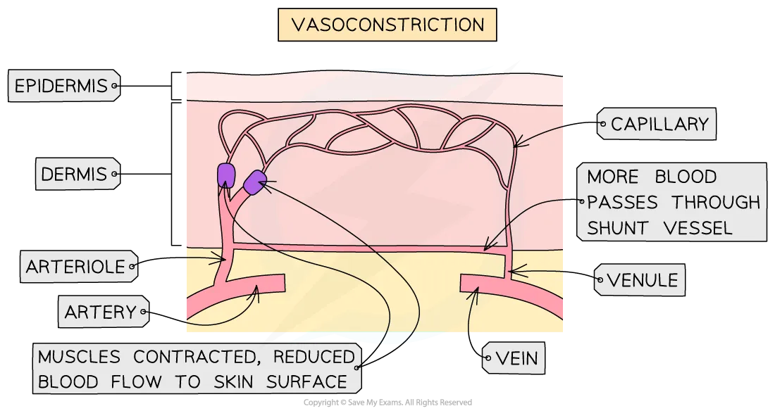 Vasoconstriction diagram